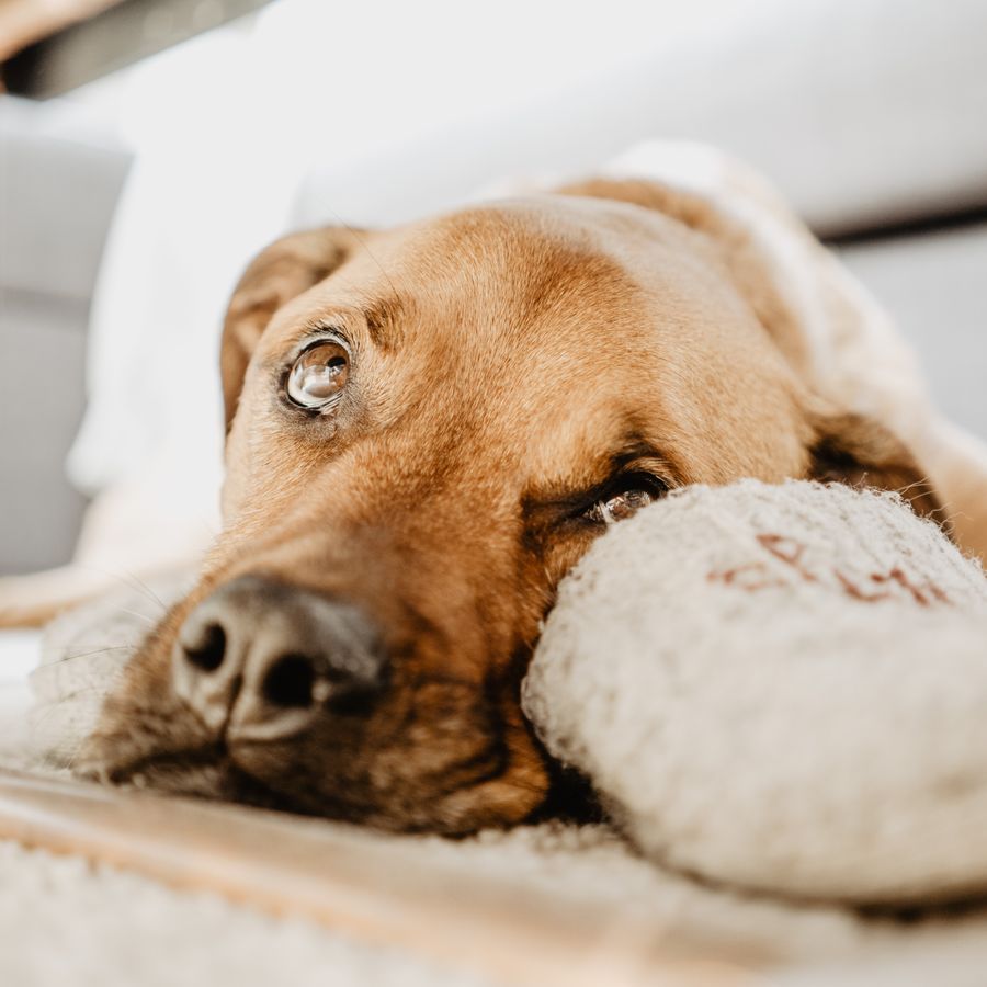 Glaucoma en perros ¿cómo diagnosticarlo?