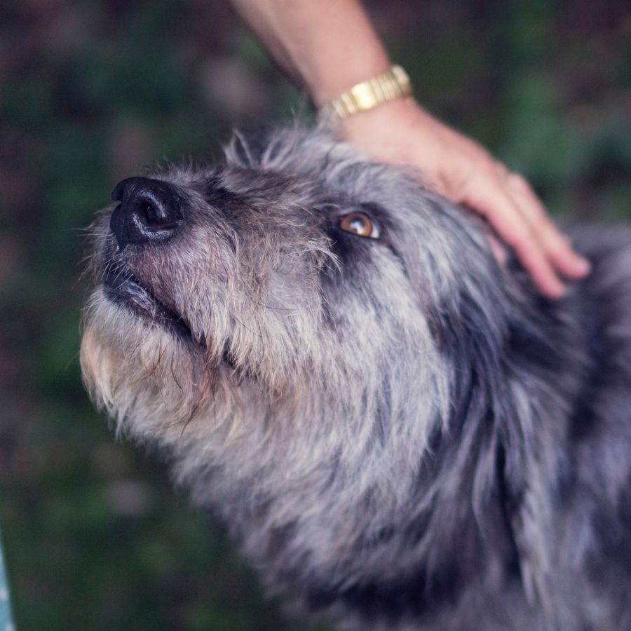 Psicología canina ¿qué hay que saber sobre el tema?