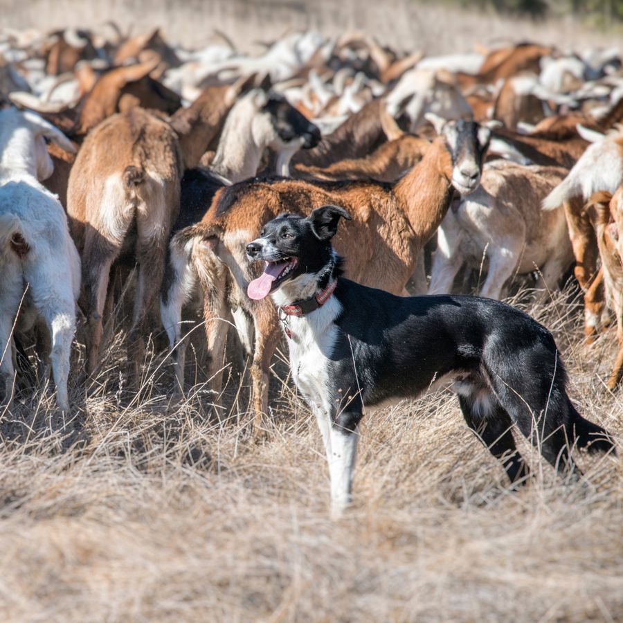 ¿Cómo medir el Coeficiente de Inteligencia de tu perro?