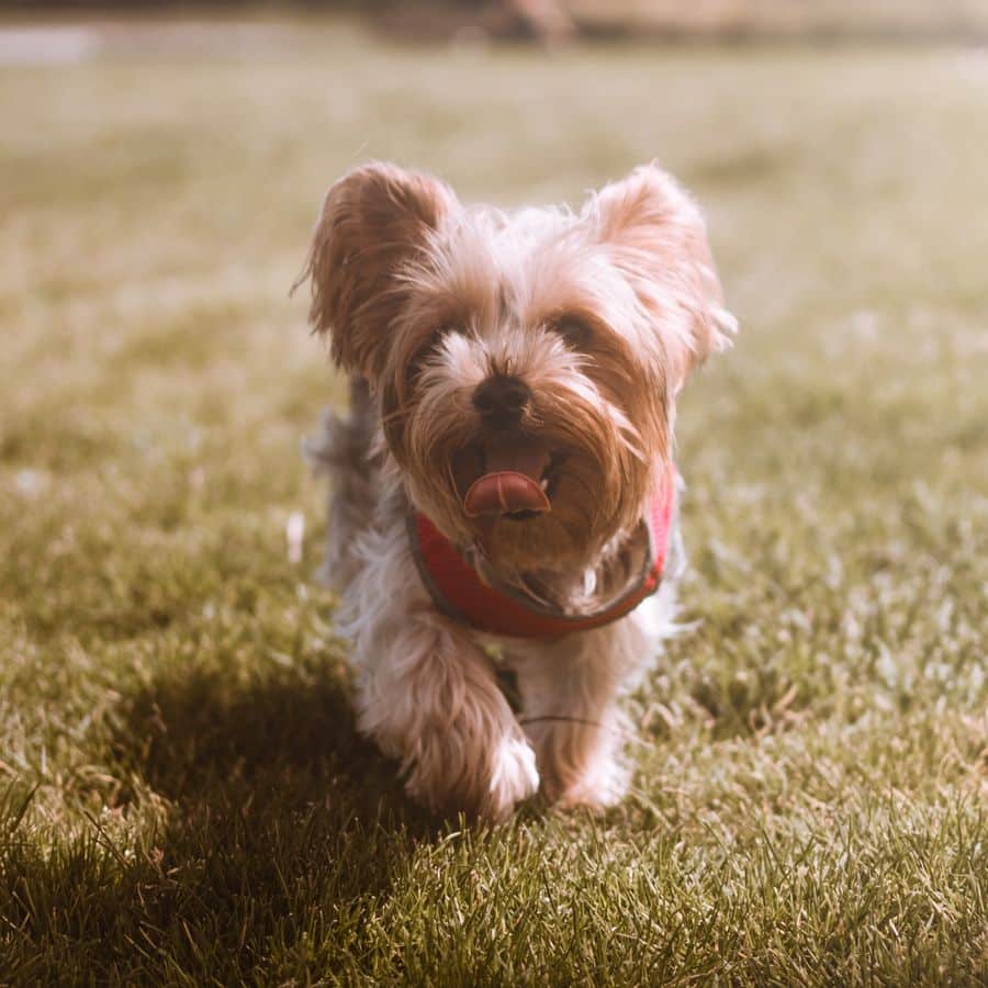 Mi perro ladra todo el tiempo ¿qué hago?