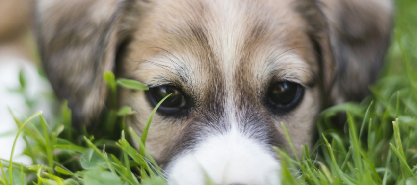 Porque é que os cães comem erva?