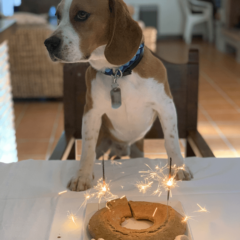 La mejor tarta de cumpleaños para tu patudo