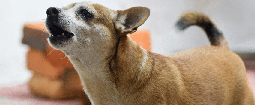 cão está a ladrar muito