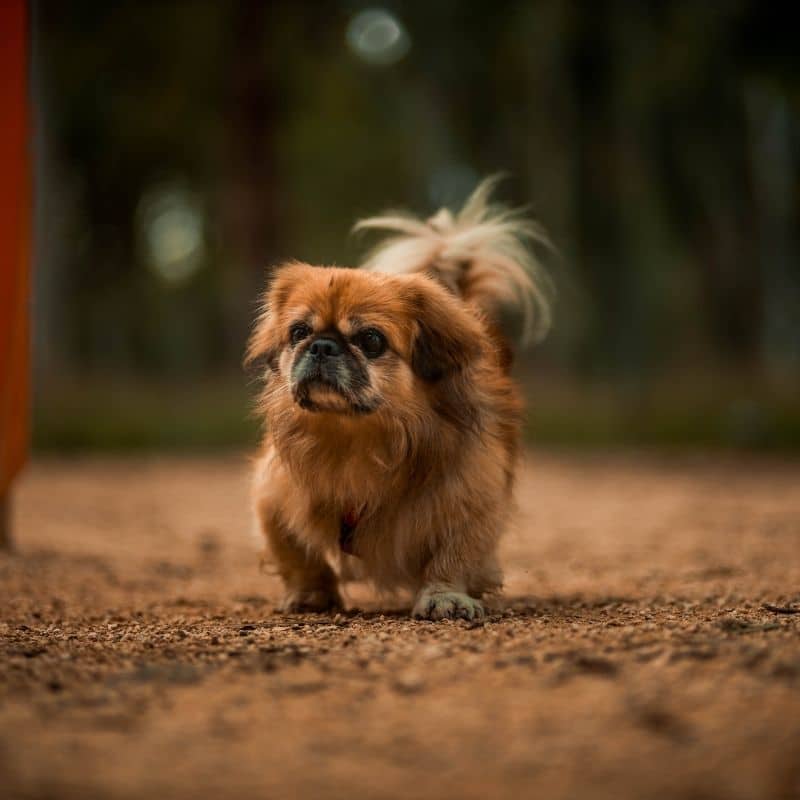 Acupuntura para cães: em que consiste?