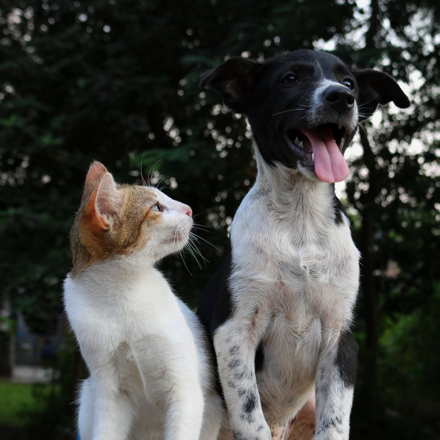 Se llevan como el perro y el gato: mitos y verdades