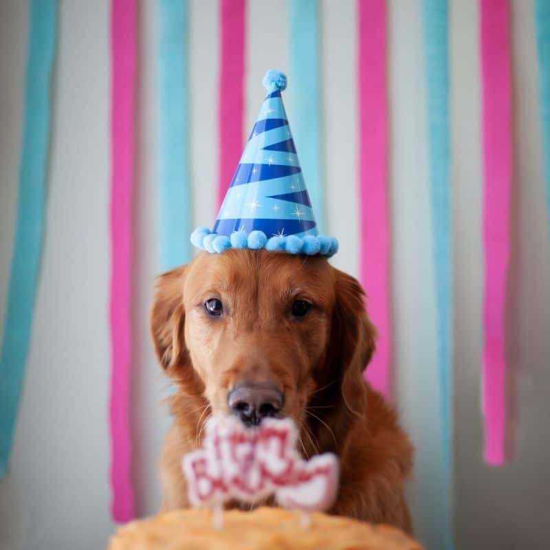 Bolo de aniversário para o seu patudo: a melhor receita