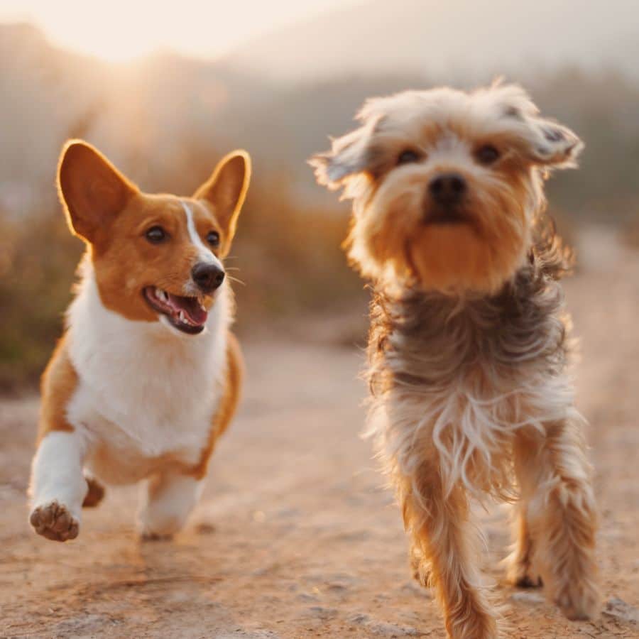 Otro perro en casa ¿es buena idea?