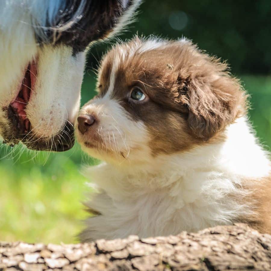 Consejos para cuidar de tu nuevo cachorro