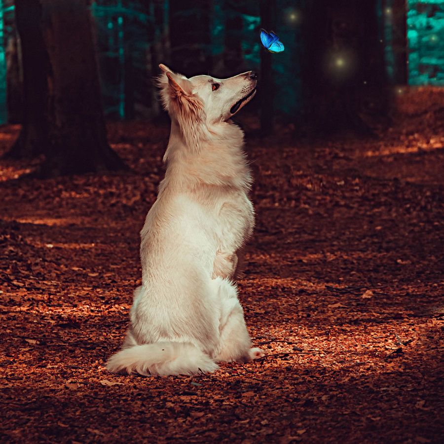 Como acalmar o meu cão dos foguetes?