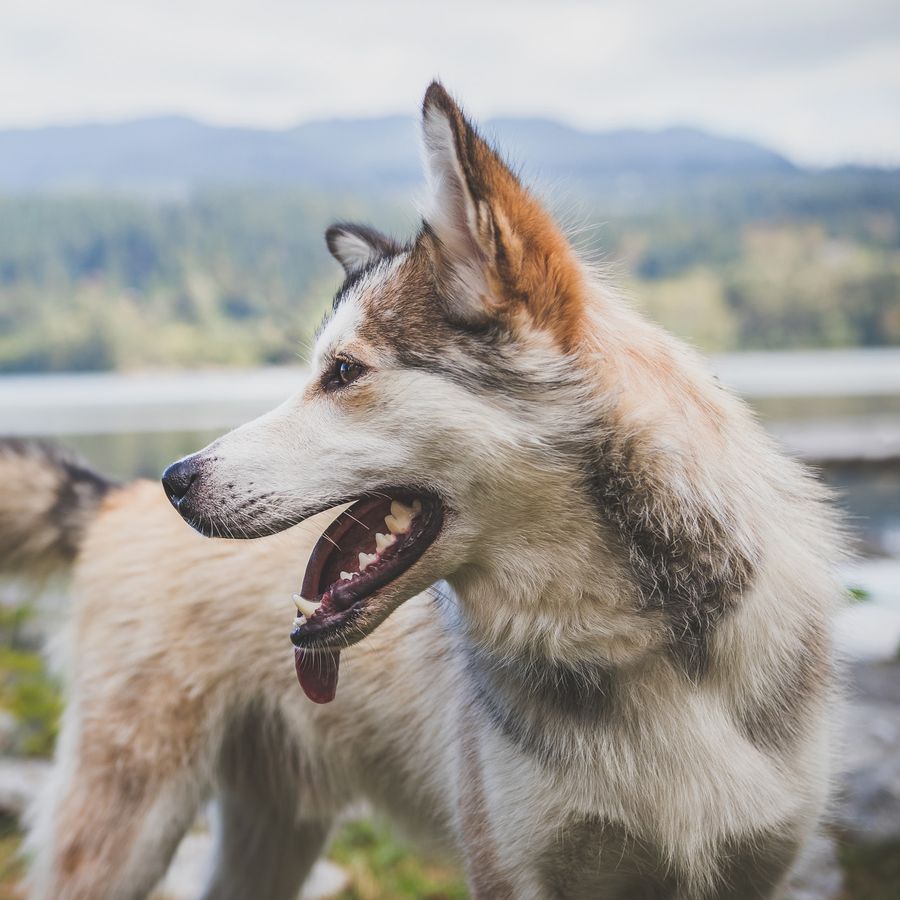 Acupuntura para perros ¿en qué consiste?