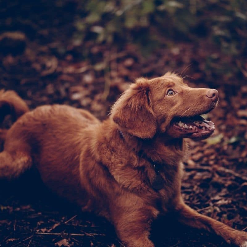 Quais os motivos para o meu cão ladrar?