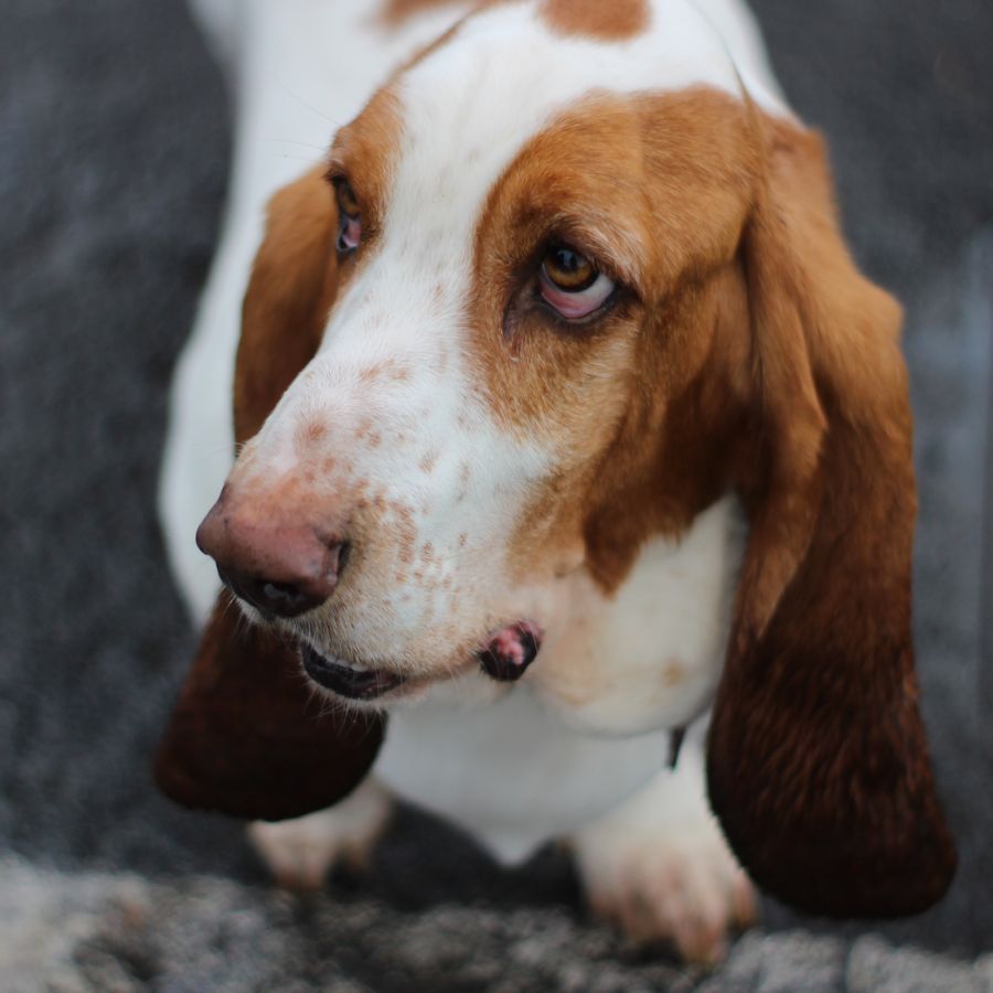 Todo lo que necesitas saber del Basset Hound