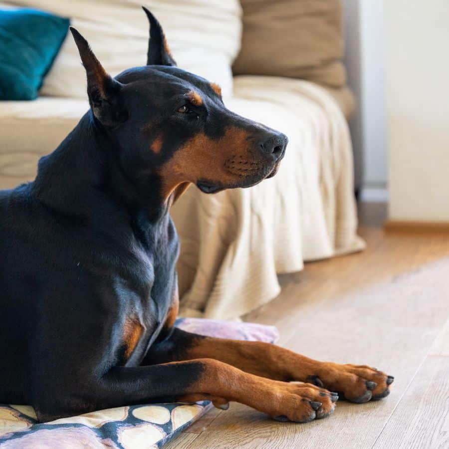 Cuidados y consejos para criar a un Doberman