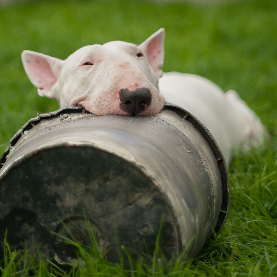 3 Doenças mais comuns de um bull terrier