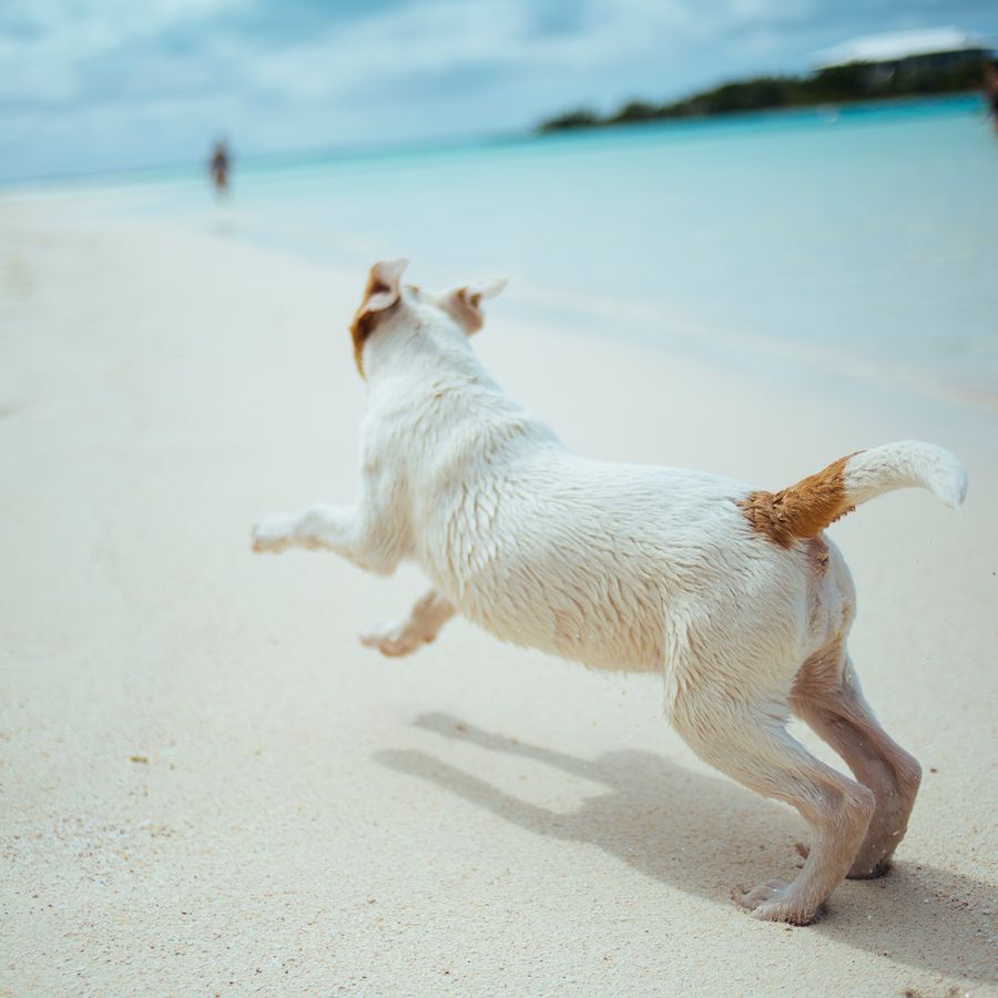 ¿Los perros pueden ir a la playa?