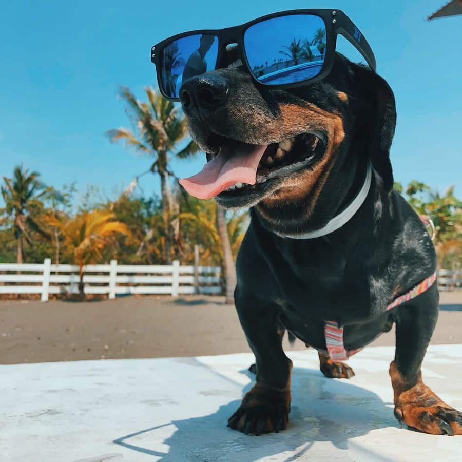 4 Cuidados a ter com o seu cão no Verão