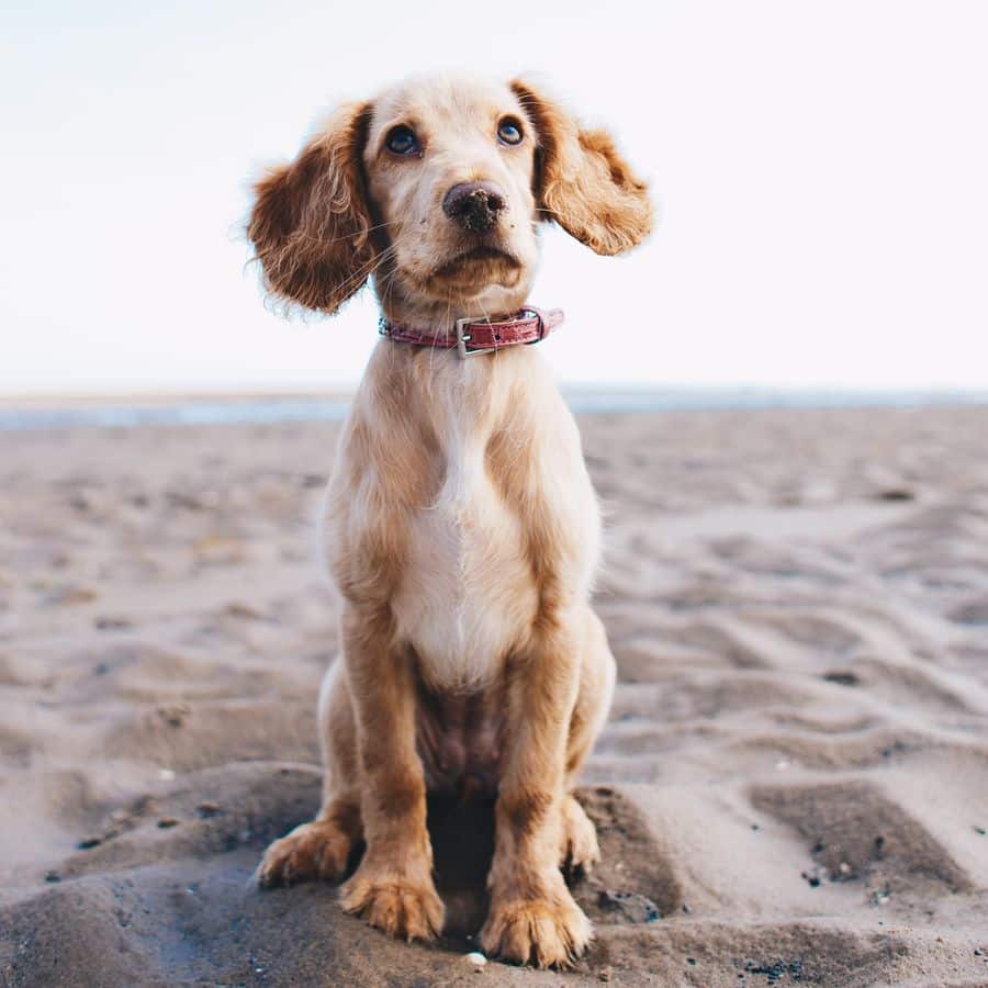 Saiba quais as praias onde pode ir com o seu cão