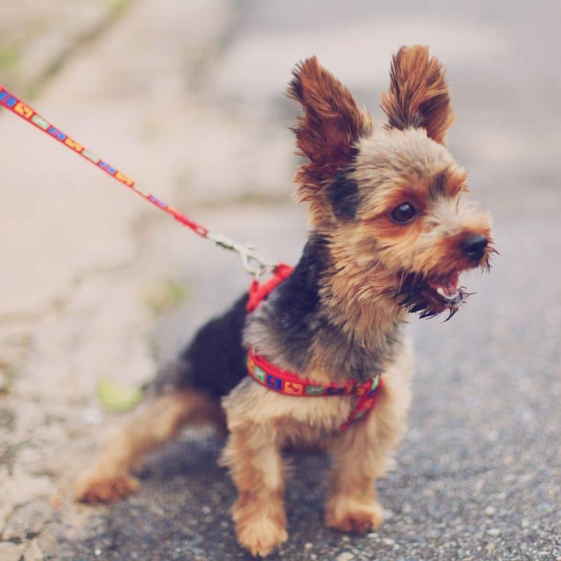 Ensinar o seu cão a andar à trela