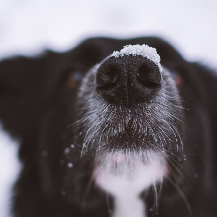 Consejos especiales para cuidar a mi perro senior