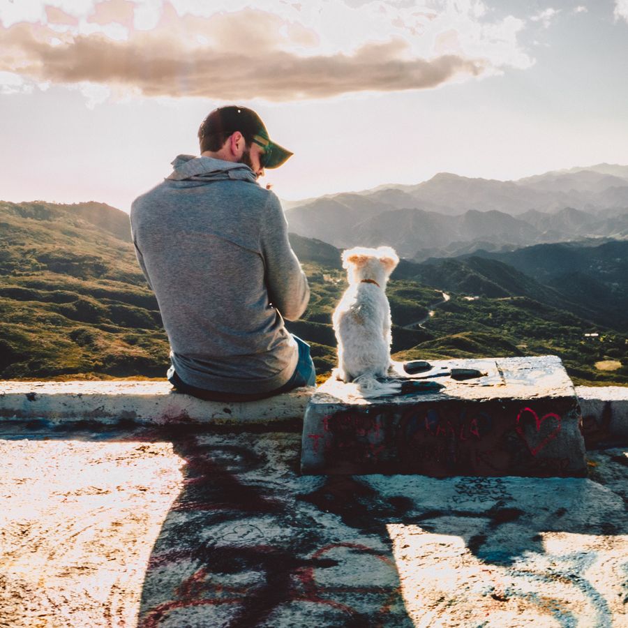 Se fosse um cão, que raça seria?