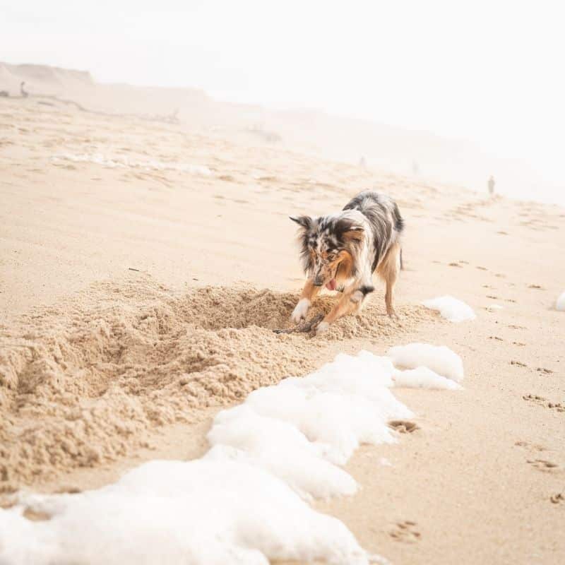 Perché al mio cane piace scavare buche? 