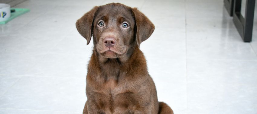 Cómo educar a un cachorro de Labrador