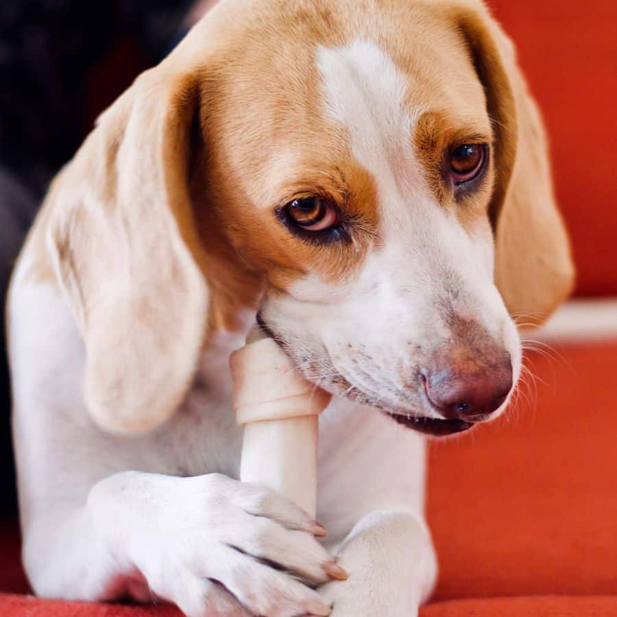 O meu cão pode comer ossos?