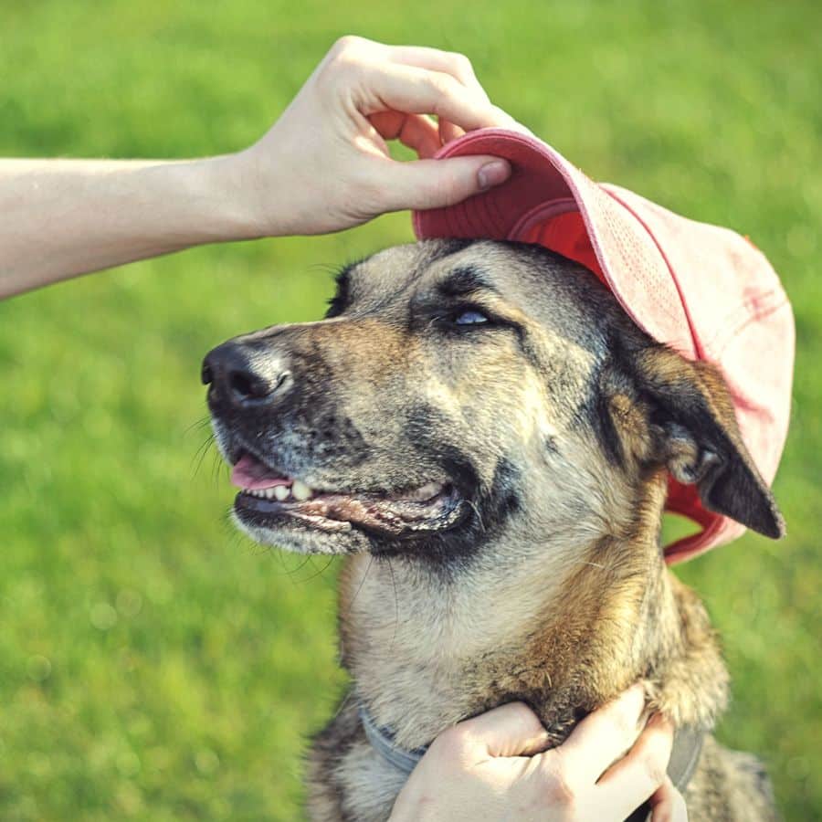 ¿Es un perro la mascota adecuada para ti?