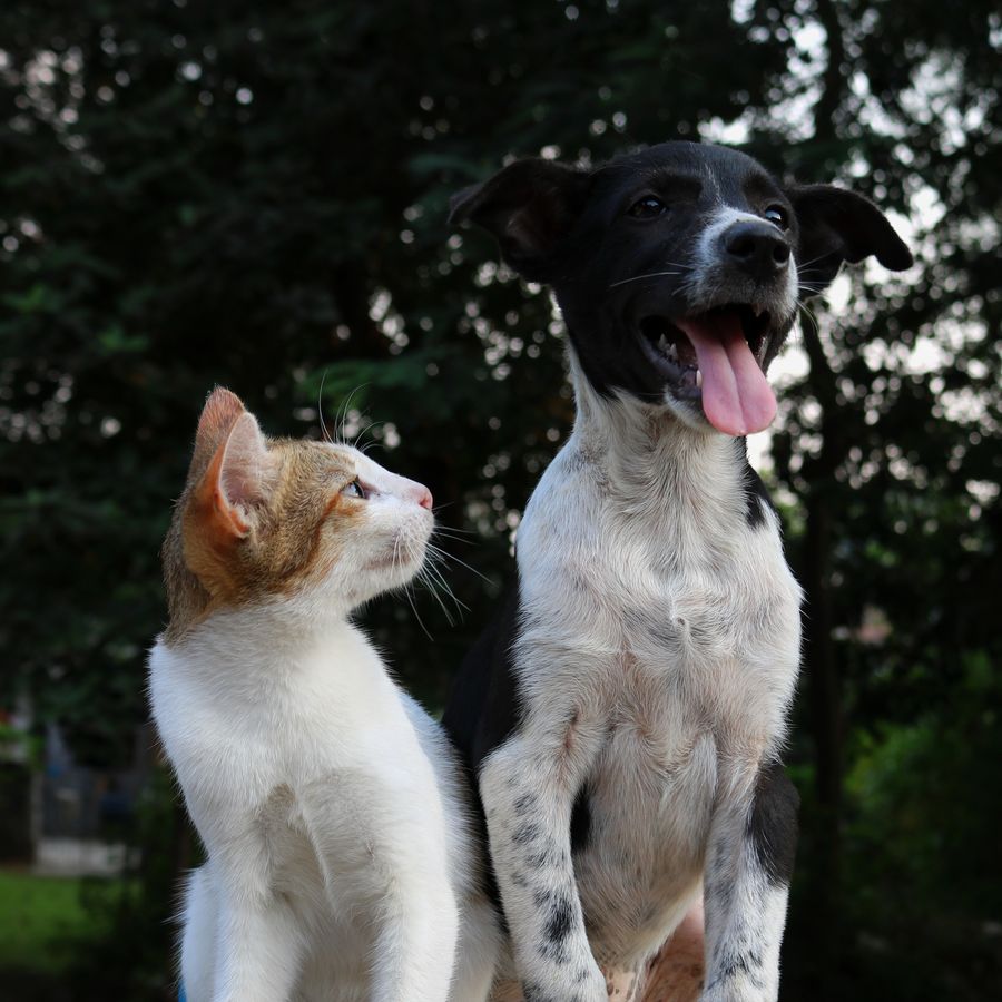 4 Principais raças de cães que se dão bem com gatos