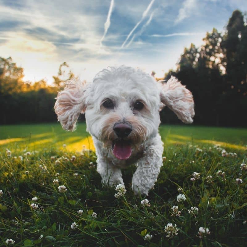 Até que idade posso castrar o meu cão?