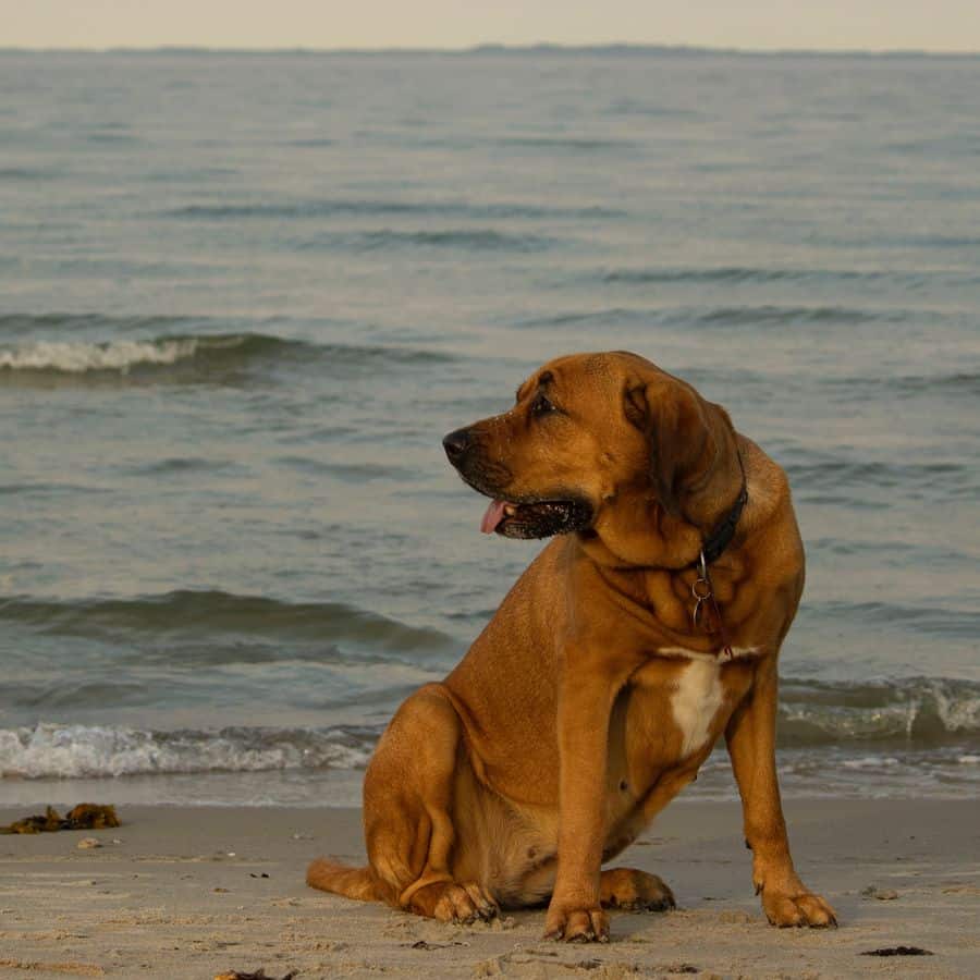 Las 5 mejores playas caninas de España