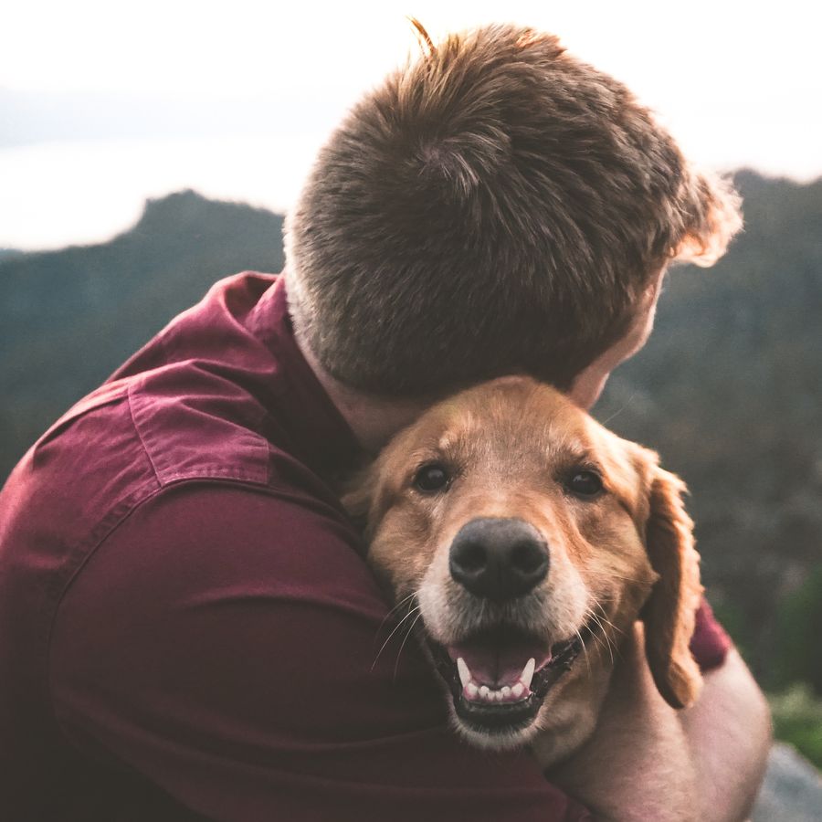 O cão é o animal de estimação certo para si?