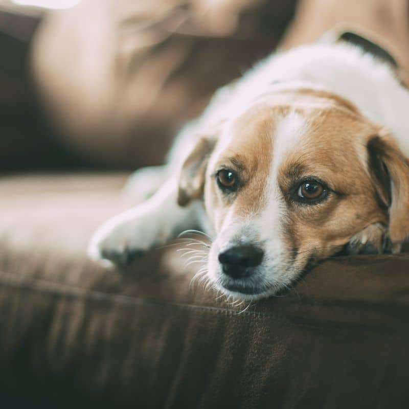 Febre nos cães: conheça os sintomas!