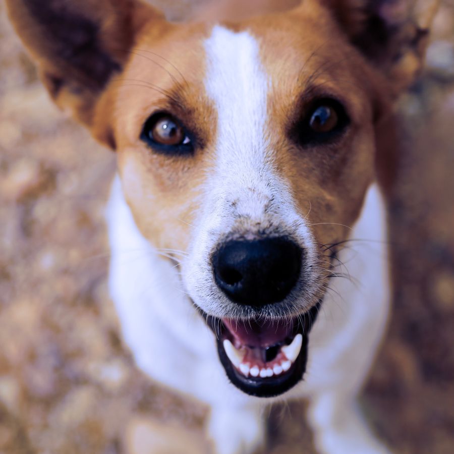 Cuidados dentários a ter com o seu cão