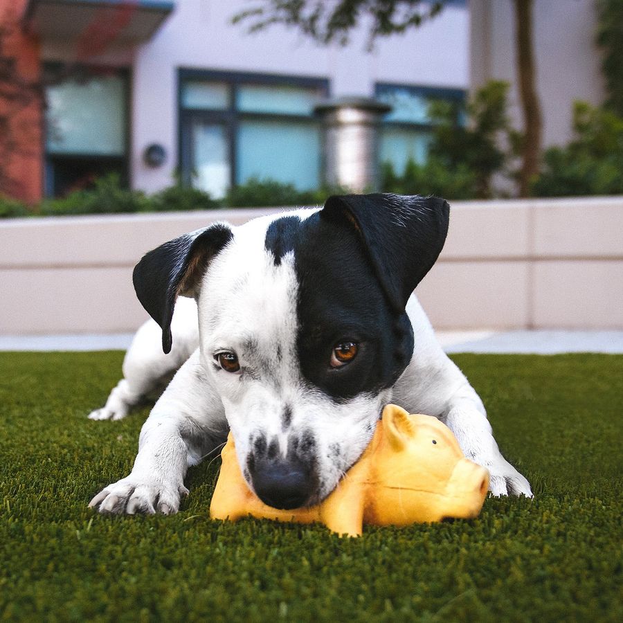 3 brinquedos que ajudam o seu cão a ficar entretido por mais tempo