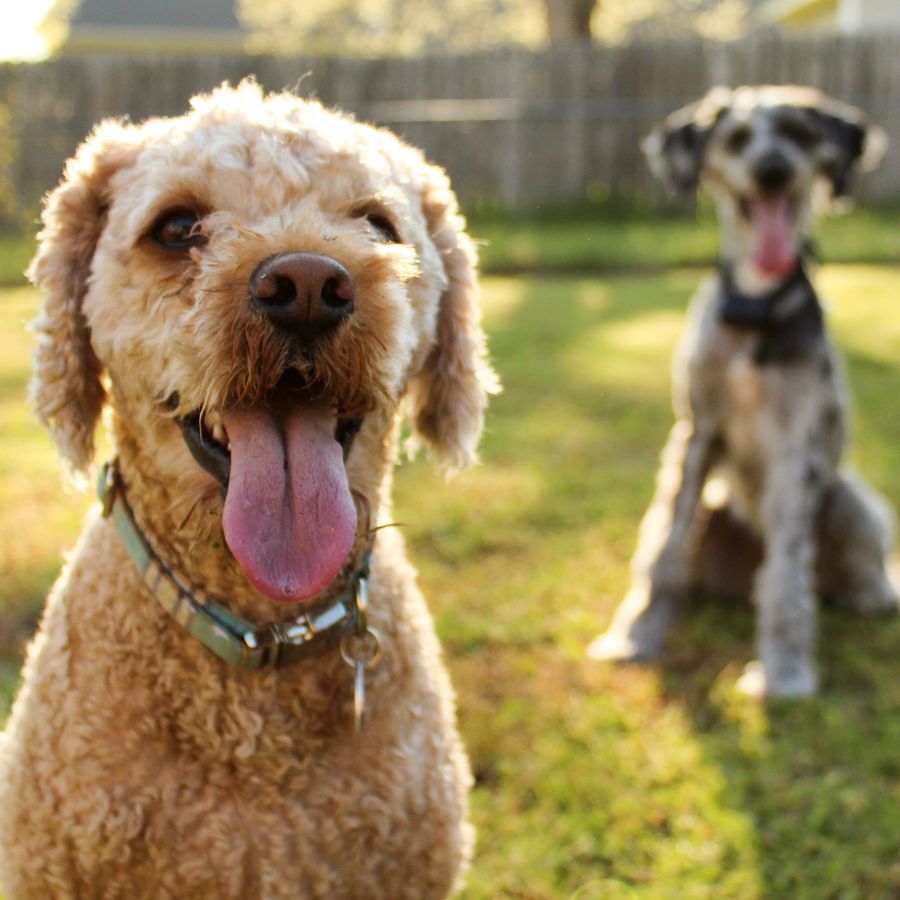 O meu cão tem medo de outros cães: o que faço?