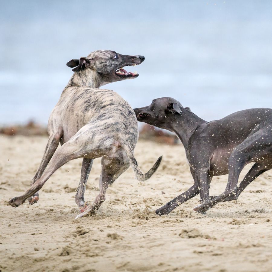 Beneficios de las quedadas para perros