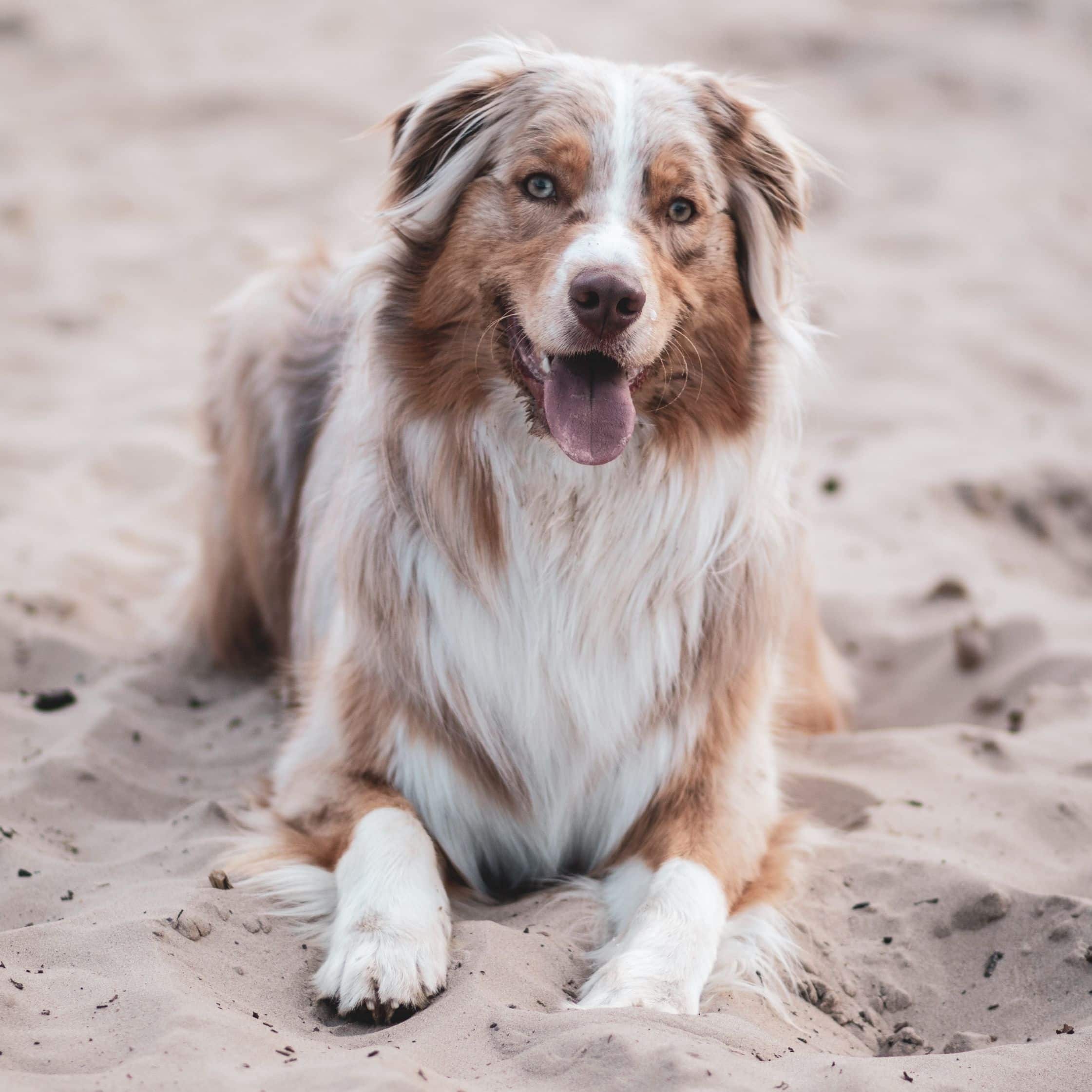 3 Cuidados a ter com os cães de pêlo longo