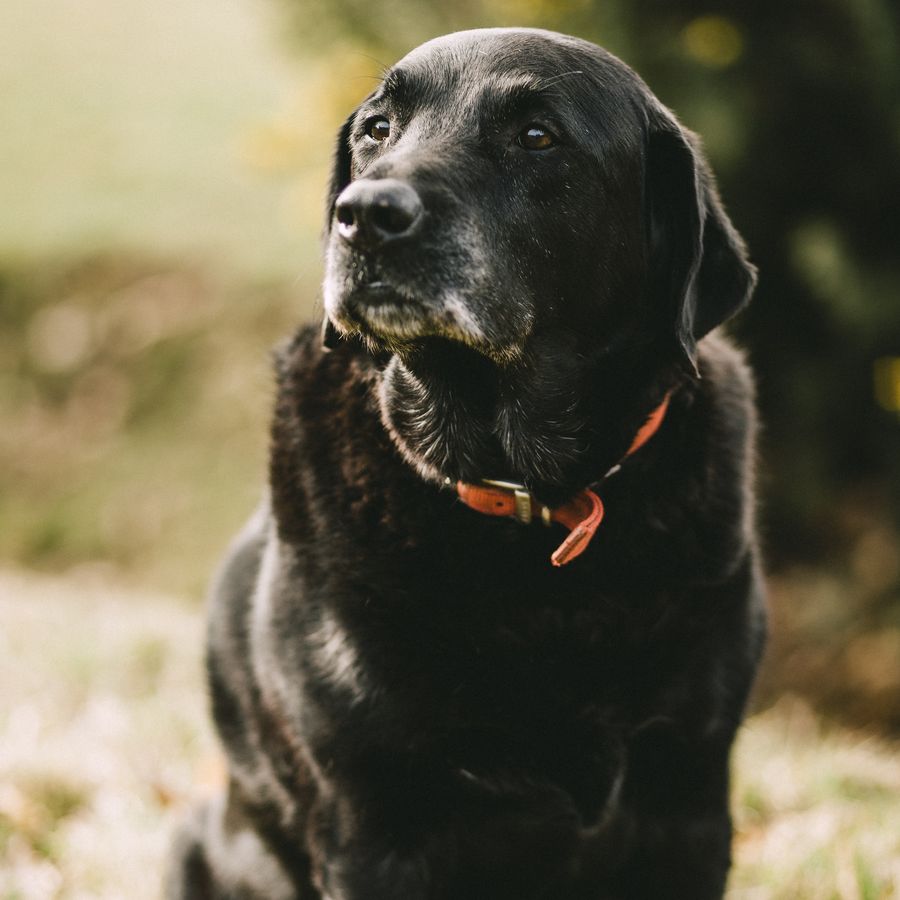 ¿Cómo detectar y tratar la artritis canina?