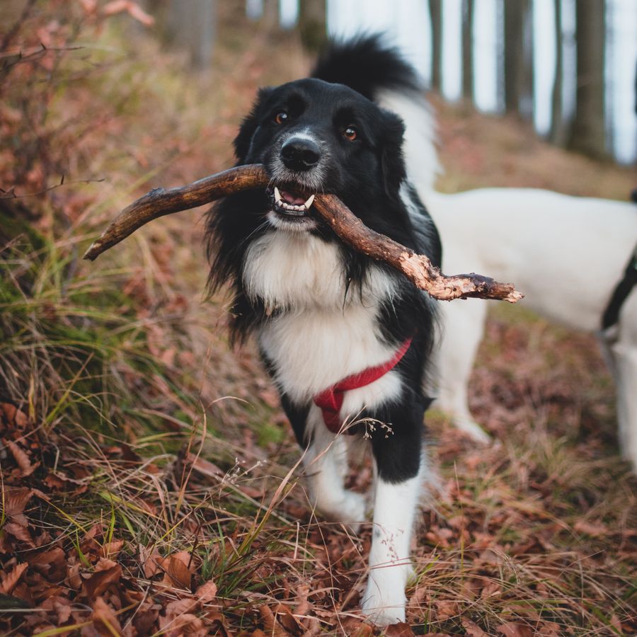 5 Truques para manter o seu cão entretido