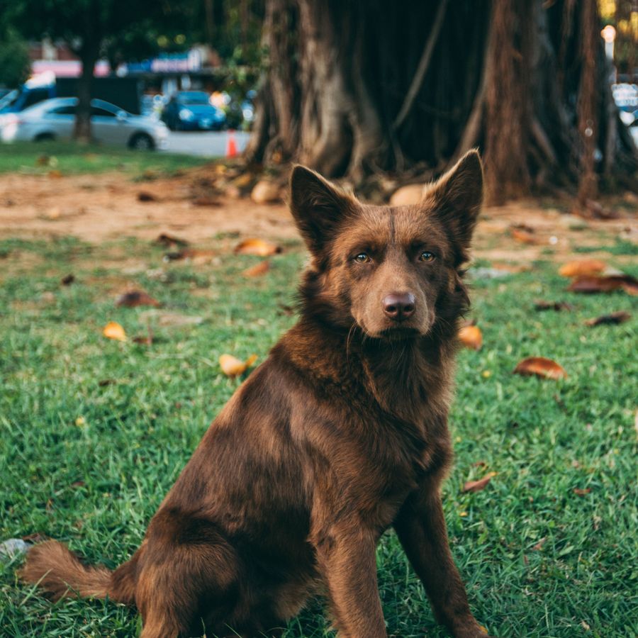 O meu cão tem caspa: o que fazer?