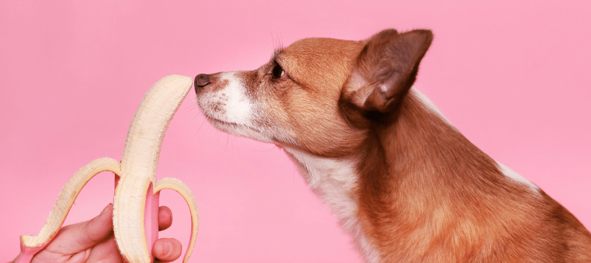 6 frutas que os cães podem comer (e quais deve evitar!)