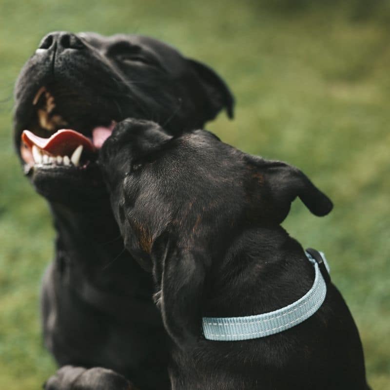 Il mio cane ha la forfora. Cosa fare?