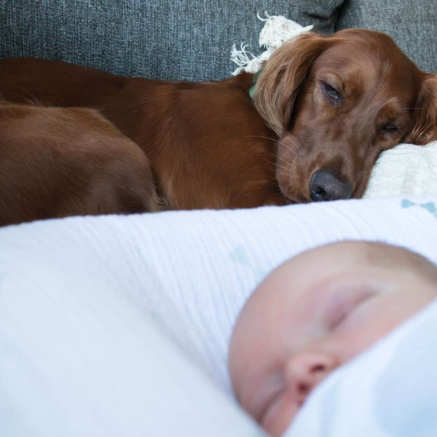 Como introduzir o meu bebé ao meu cão?