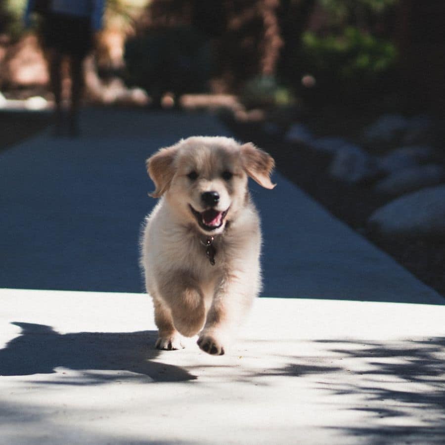 Como educar um cachorro nos primeiros meses?