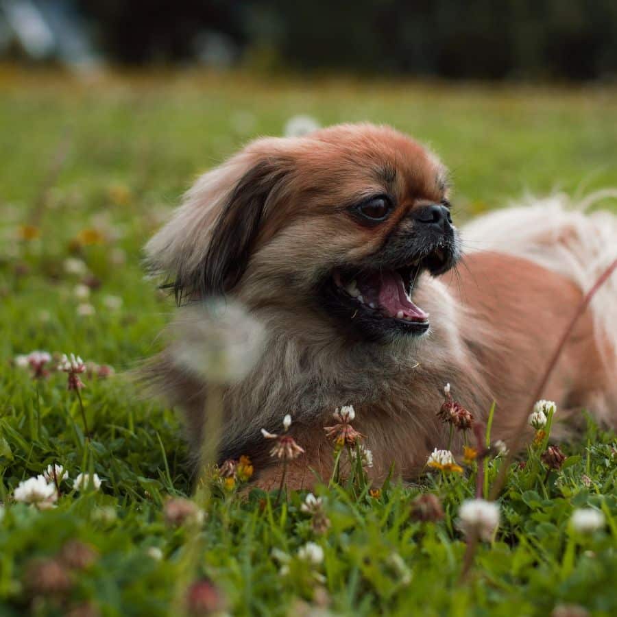 Será que a ração do meu cão tem todos os nutrientes que ele precisa?