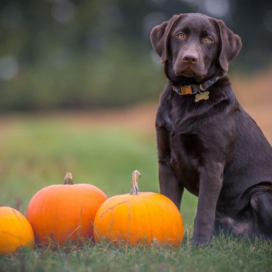 Uma receita para tornar o Halloween do seu cão ainda melhor