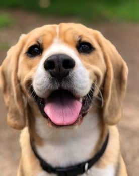 Beagle