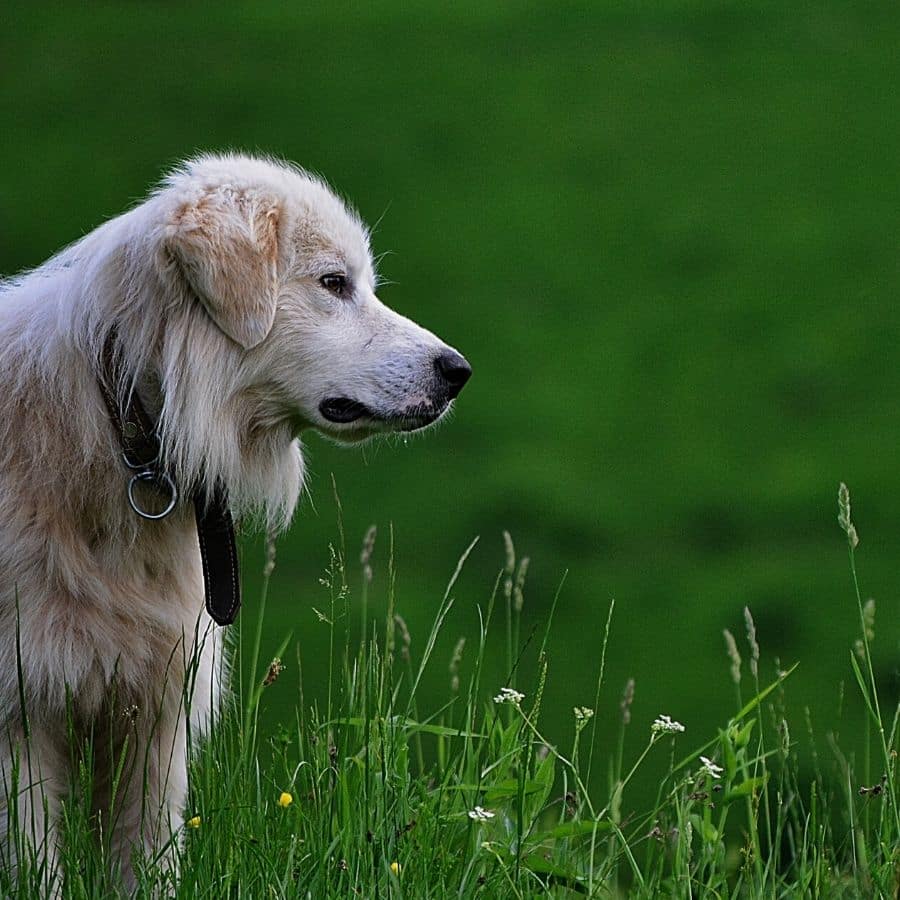 CBD para tu perro: cosas importantes que debes saber