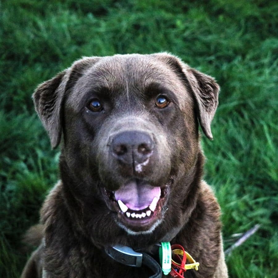 La importancia de la higiene dental en los perros